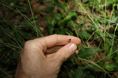 Commelina cyanea, photographed by Greg Tasney