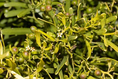 Geijera linearifolia, photographed by T. Hammer