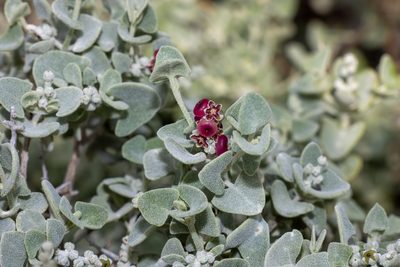 Chenopodium spinescens, photographed by T. Hammer