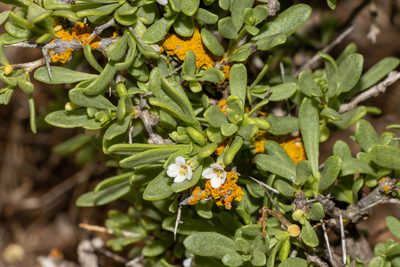 Lycium australe, photographed by T. Hammer