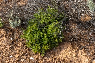 Gunniopsis calcarea, photographed by T. Hammer