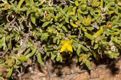 Gunniopsis calcarea, photographed by T. Hammer