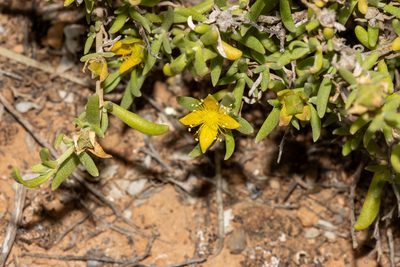 Gunniopsis calcarea, photographed by T. Hammer