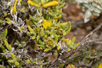 Gunniopsis calcarea, photographed by T. Hammer