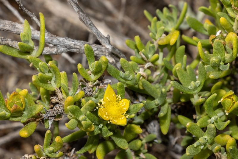Gunniopsis calcarea, photographed by T. Hammer
