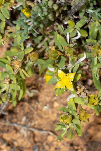Gunniopsis calcarea, photographed by T. Hammer