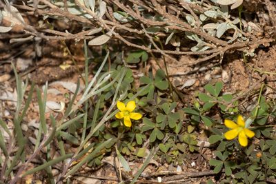 Oxalis perennans, photographed by T. Hammer