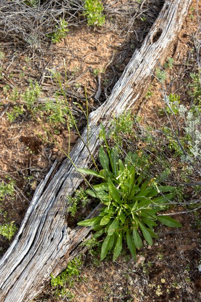 Nicotiana goodspeedii, photographed by T. Hammer