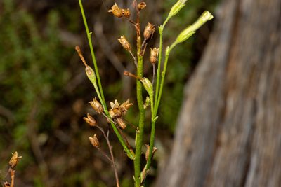 Nicotiana goodspeedii, photographed by T. Hammer
