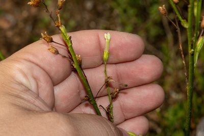 Nicotiana goodspeedii, photographed by T. Hammer