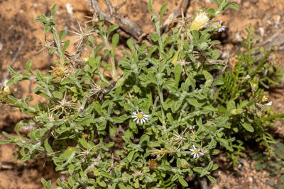 Vittadinia gracilis, photographed by T. Hammer