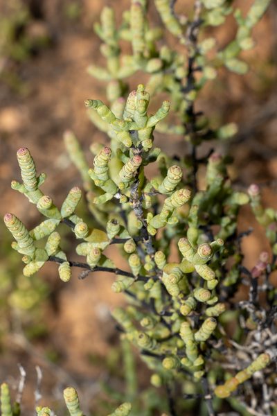Tecticornia disarticulata, photographed by T. Hammer