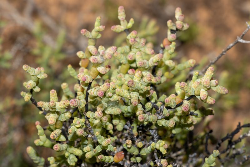 Tecticornia disarticulata, photographed by T. Hammer