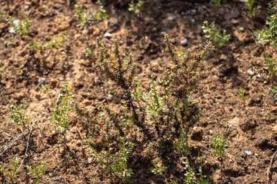 Sclerolaena brevifolia, photographed by T. Hammer