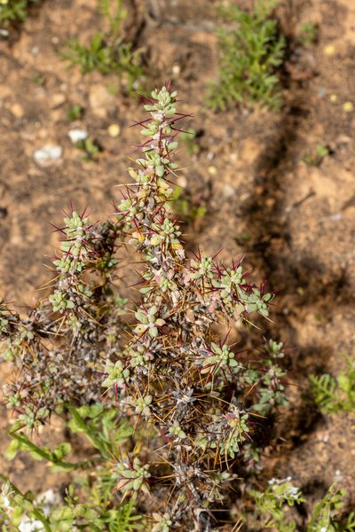 Sclerolaena brevifolia, photographed by T. Hammer