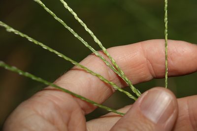 Digitaria sanguinalis, photographed by Greg Tasney