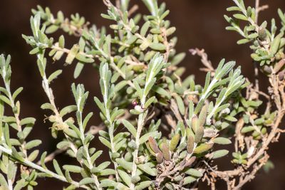 Dissocarpus biflorus, photographed by T. Hammer