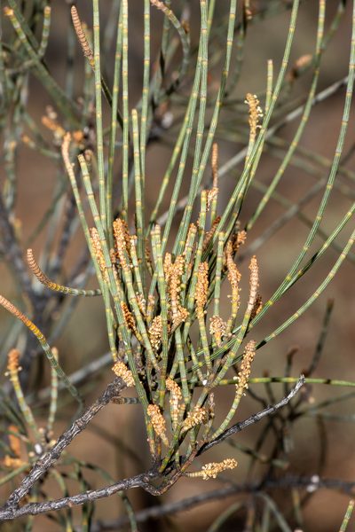 Casuarina pauper, photographed by T. Hammer