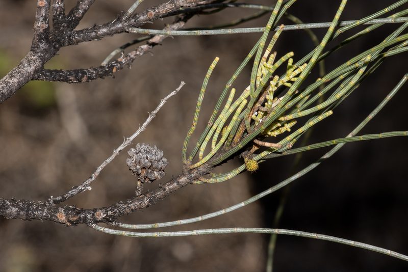 Casuarina pauper, photographed by T. Hammer