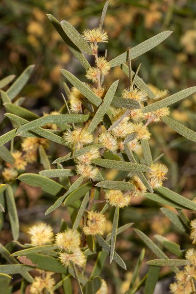 Acacia oswaldii, photographed by T. Hammer