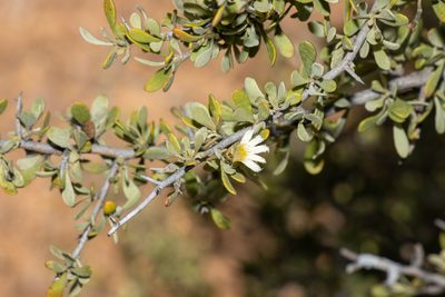 Scaevola spinescens, photographed by T. Hammer