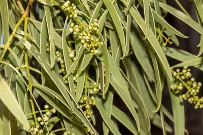Santalum acuminatum, photographed by T. Hammer