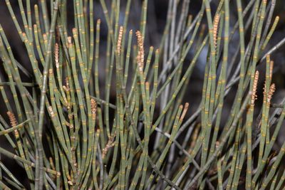 Casuarina pauper, photographed by T. Hammer