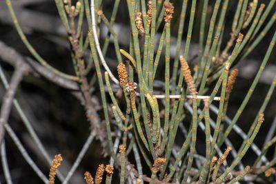 Casuarina pauper, photographed by T. Hammer