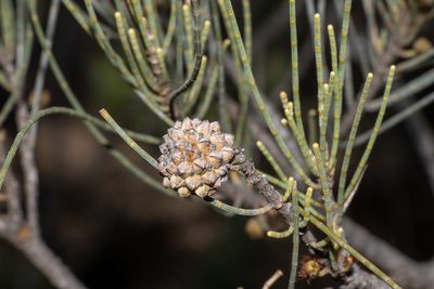 Casuarina pauper, photographed by T. Hammer