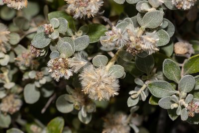 Ptilotus obovatus, photographed by T. Hammer