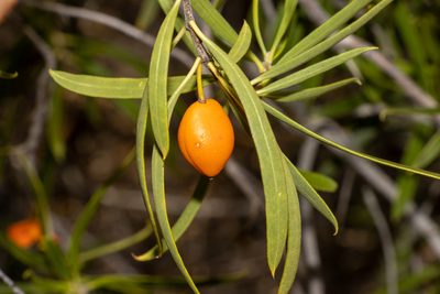 Pittosporum angustifolium, photographed by T. Hammer