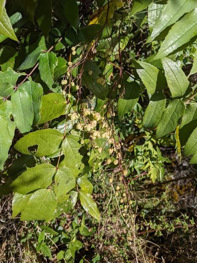 Berberis hemsleyi, photographed by Trevor Van Loon