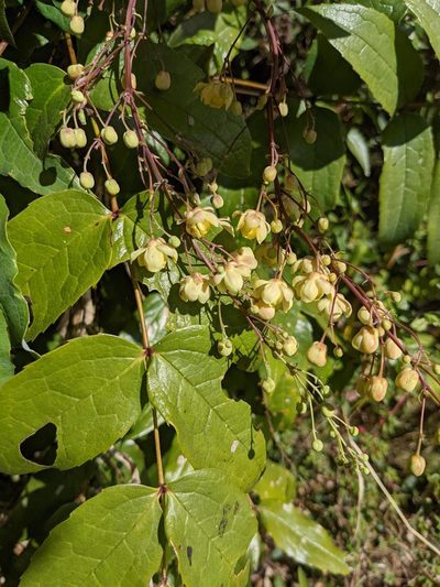 Berberis hemsleyi, photographed by Trevor Van Loon