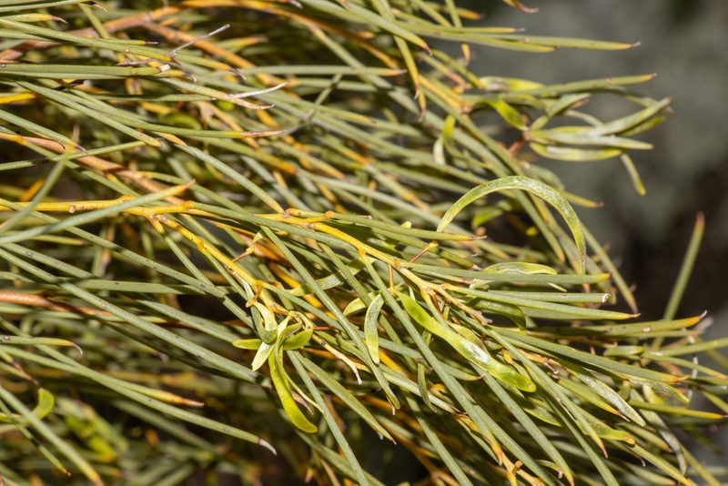 Acacia papyrocarpa, photographed by T. Hammer