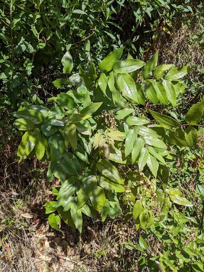 Berberis hemsleyi, photographed by Trevor Van Loon