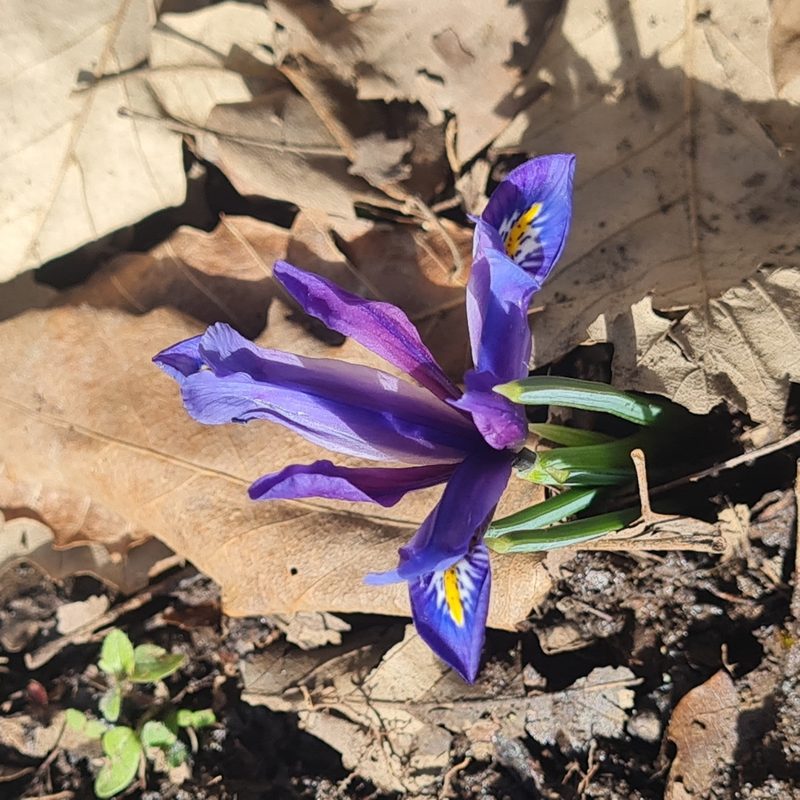 Iris reticulata, photographed by Mohammad Sohrabi