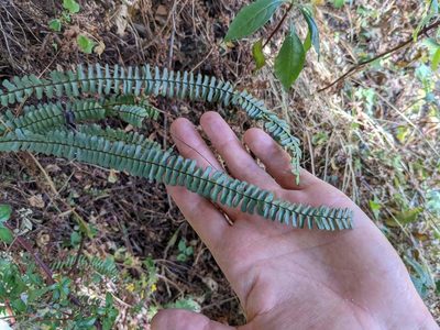 Asplenium monanthes