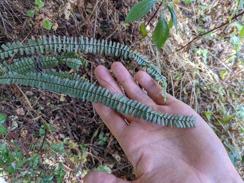 Asplenium monanthes, photographed by Trevor Van Loon