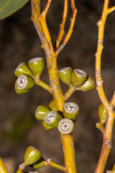 Eucalyptus calcareana, photographed by T. Hammer