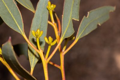 Eucalyptus calcareana, photographed by T. Hammer
