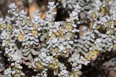 Maireana sedifolia, photographed by T. Hammer