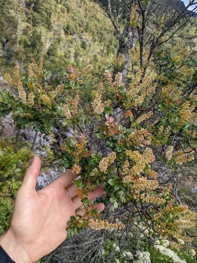Weinmannia burserifolia, photographed by Trevor Van Loon