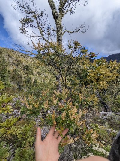 Weinmannia burserifolia, photographed by Trevor Van Loon