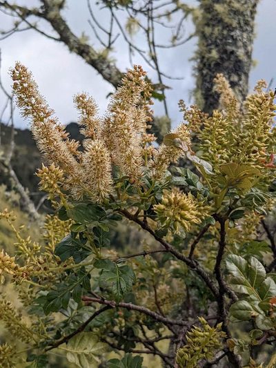 Weinmannia burserifolia, photographed by Trevor Van Loon
