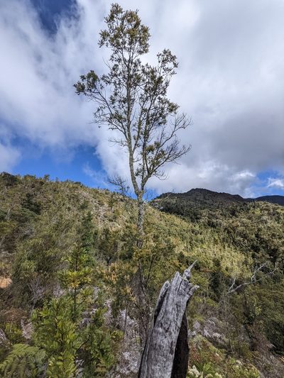 Weinmannia burserifolia, photographed by Trevor Van Loon