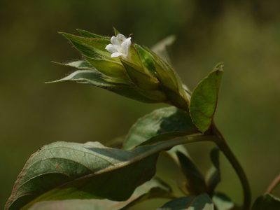 Asystasia mysorensis, photographed by Dinesh Valke