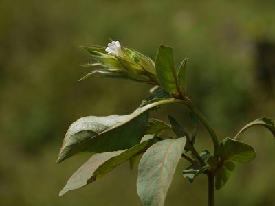 Asystasia mysorensis, photographed by Dinesh Valke