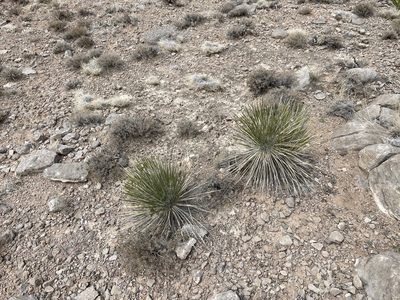 Yucca elata, photographed by CK2AZ
