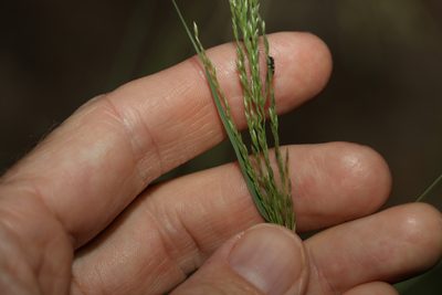 Eragrostis curvula, photographed by Greg Tasney