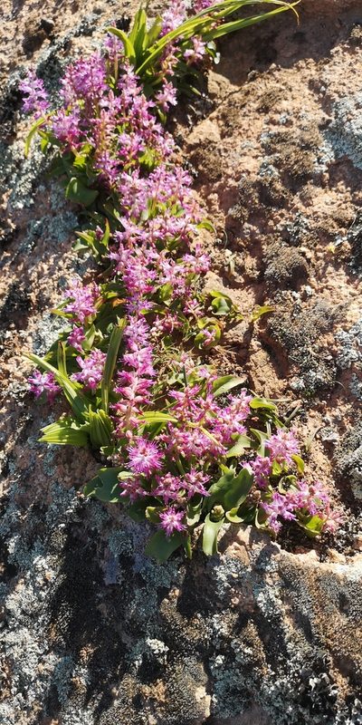 Lachenalia splendida, photographed by leandra-k_89